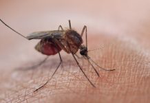 Malaria transmission potentially eradicated with discovery of new microbe malaria transmission
