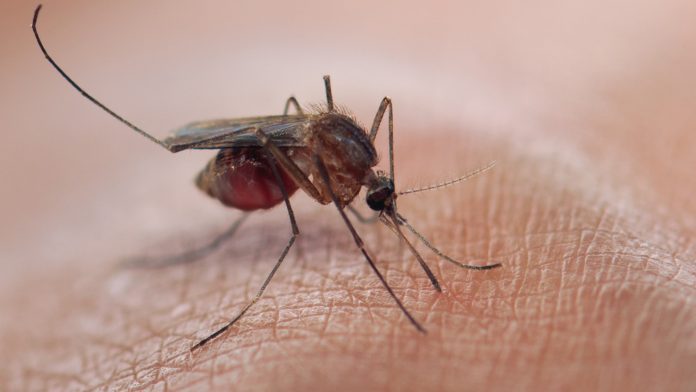 mosquitoes blood sucking malaria transmission