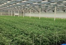 How to utilise LED lighting to maximise your cannabis cultivation