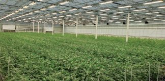 How to utilise LED lighting to maximise your cannabis cultivation