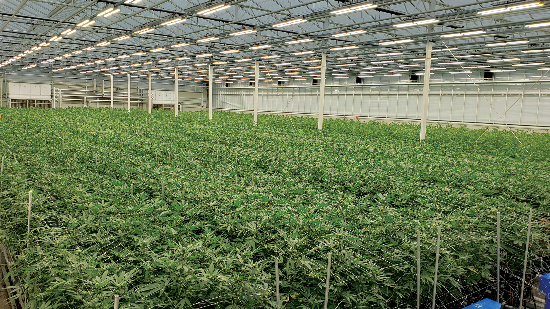 How to utilise LED lighting to maximise your cannabis cultivation