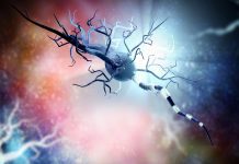 Cell discovery holds new therapeutic potential for Huntington’s disease Huntington's-disease