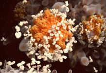 Enhancing vaccine design with B lymphocytes discovery B lymphocytes