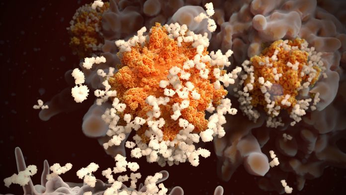 © iStock-selvanegra B lymphocytes