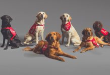 medical detection dogs