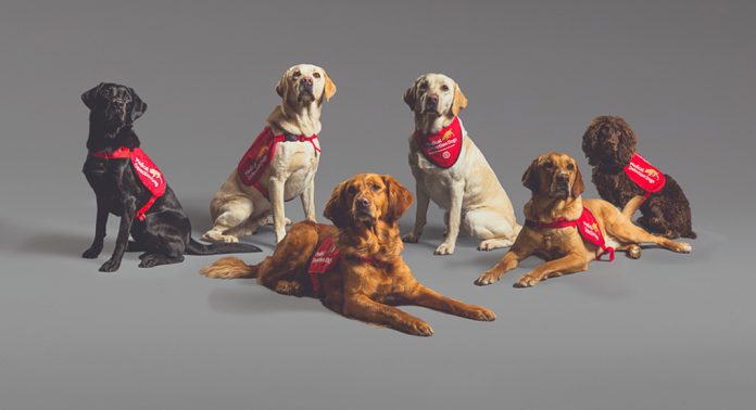 medical detection dogs