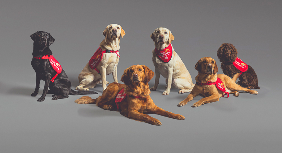 medical detection dogs