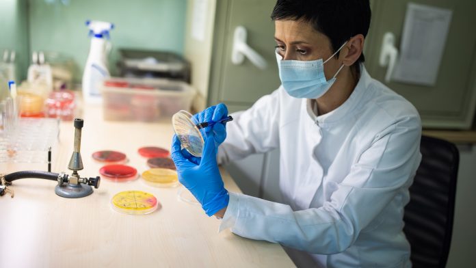 Female microbiologist working with Petri dishes in laboratory antibiotic resistance