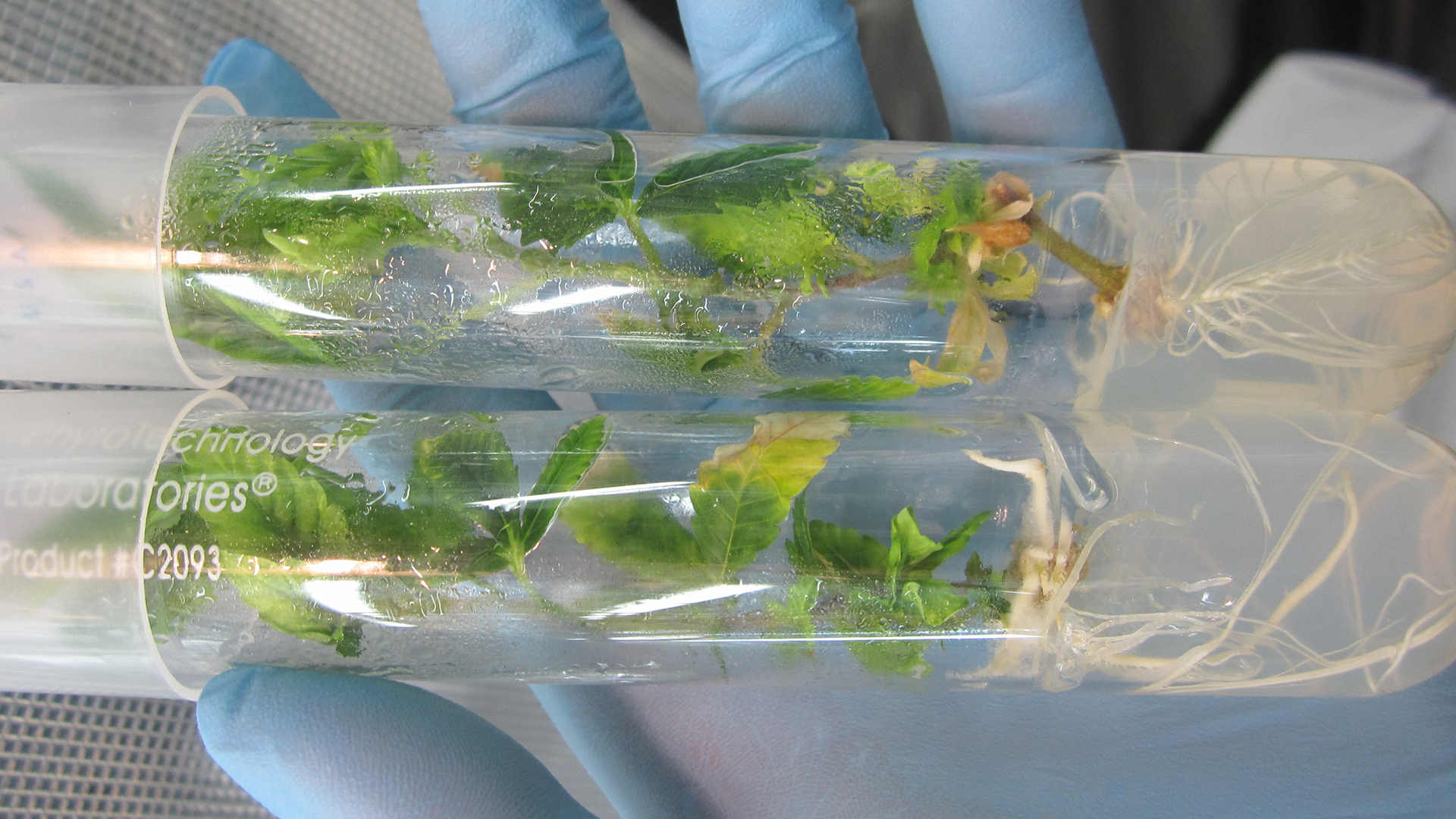 cannabis cultivation