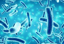 US researchers collaborate to combat deadly Clostridium difficile superbug Clostridium difficile
