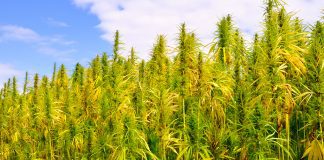 Building a viable hemp plant industry in Europe