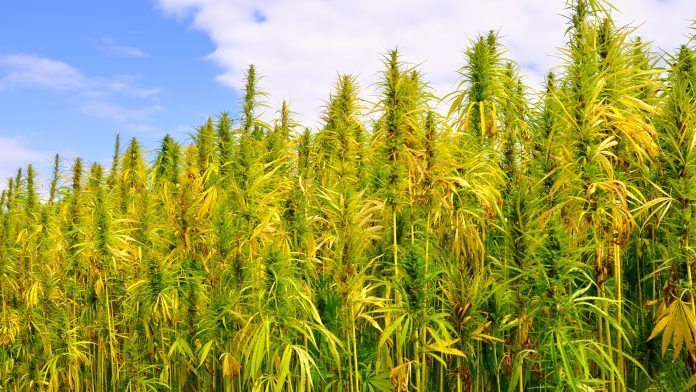 Building a viable hemp plant industry in Europe