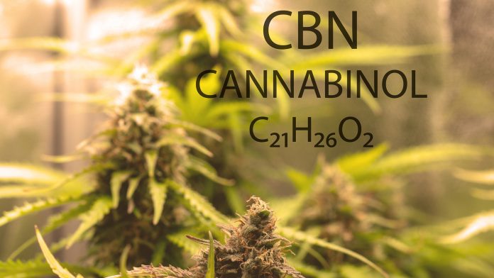 Fresh Buds and Leaves Medical Hemp Plant Growing In Greenhouse with the Molecular formula of Cannabinol CBN cannabinol