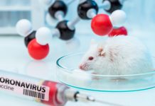 Omicron Variant potentially originated from mice Omicron Vairant