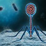The challenges and opportunities associated with phage therapy