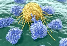 How do natural killer cells respond to COVID-19 infection? natural killer cells