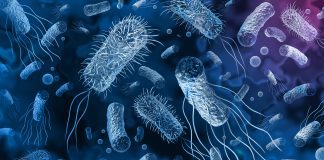 Research reveals the protective structure of superbug C.difficile