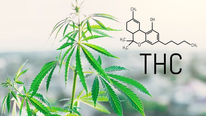 Tetrahydrocannabinol molecule formula background with marijuana. Molecular structure THC