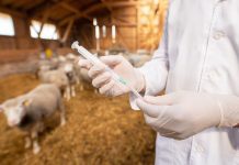 RUMA: Pioneering responsible antibiotic use in agriculture antibiotic use