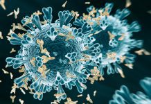 Nanobodies may stop infection from a range of COVID-19 variants nanobodies