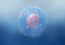 Scientists investigate the impact of stress on mitochondria Stress on Mitochondria