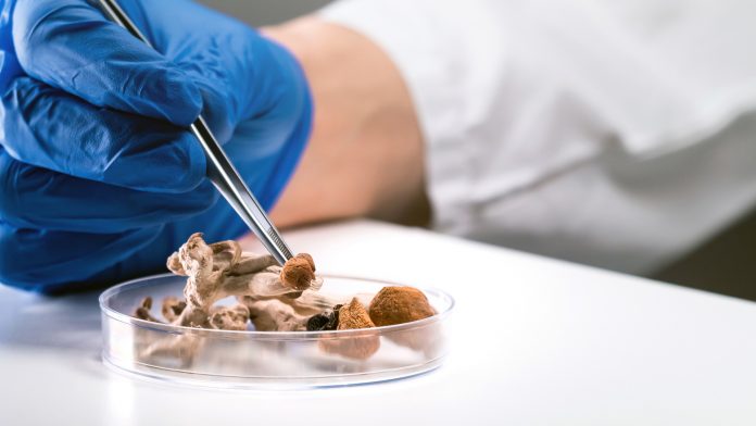 Psilocybin and Magic Mushrooms psilocybin treatment