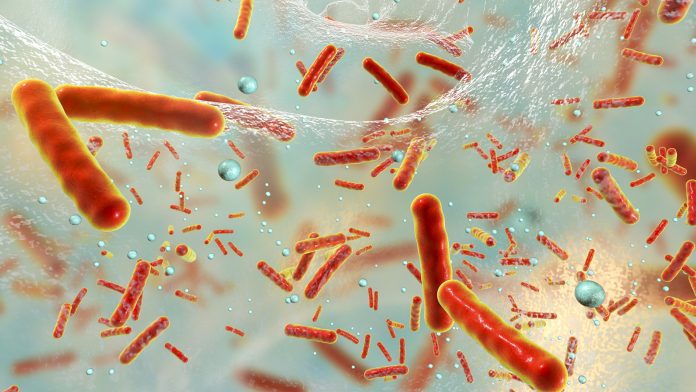 Multidrug resistant bacteria inside a biofilm acute infection