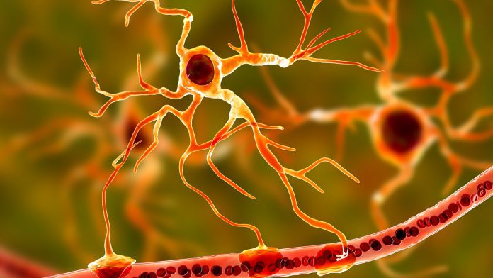 © iStock-Dr_Microbe astrocytes