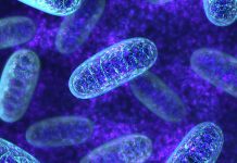 Three mitochondrial diseases identified using a new approach