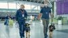 Airport sniffer dogs can detect passengers with SARS-CoV-2 infection