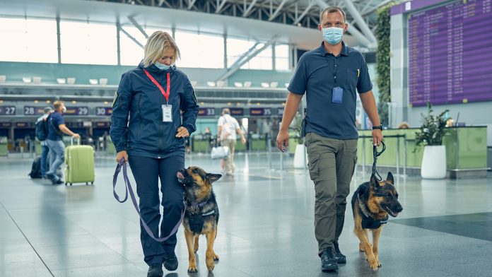 Airport sniffer dogs can detect passengers with SARS-CoV-2 infection