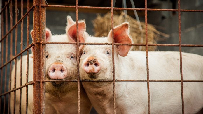 Portrait of Three Pigs antibiotic resistant MRSA