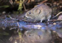 New coronavirus identified is common among bank voles new coronavirus