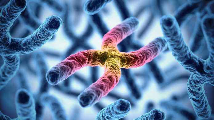 chromosomes 3d illustration sex chromosome
