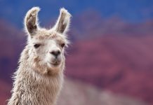 Llama nanobodies may protect against all variants of COVID variants of COVID