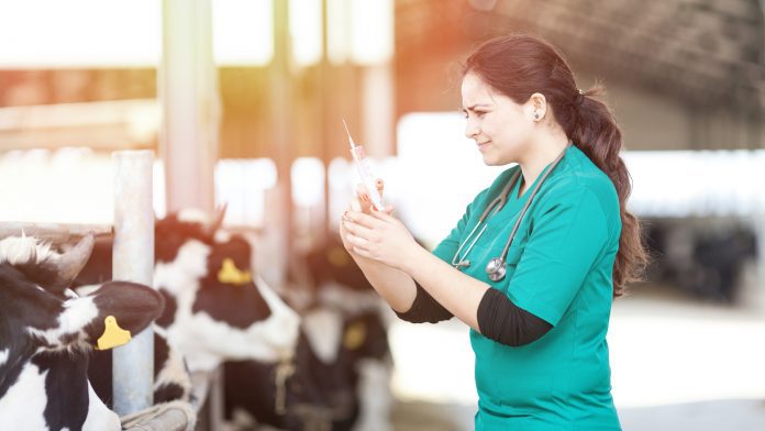 Female Vet Injected Cows zoonotic diseases