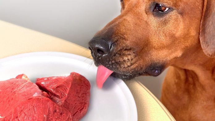Dog eating licking raw meat on a table antibiotic-resistant bacteria