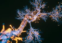 The role of Artificial Intelligence in neuroscience