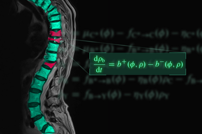 The equation symbolising the mathematical model of osteoporosis overlaid on an image showing osteoporotic fractures (red) in the thoracic spine.