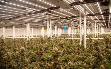 Fluence and REMY LED lighting collaboration flourishes at leading Israeli cannabis farms