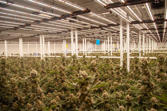 Fluence and REMY LED lighting collaboration flourishes at leading Israeli cannabis farms