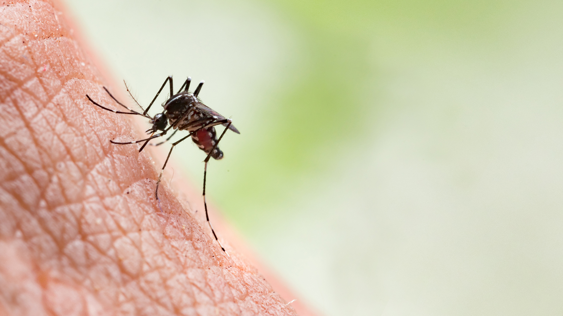 Tropical Infectious Disease Consortium awarded £1.6 million