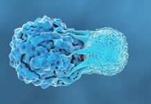 T cells play an important role in immune response, according to new research T cells play an important role in immune response, according to new research