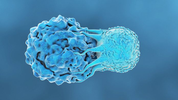 T cells play an important role in immune response, according to new research