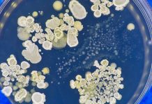 Metal-based antibiotics could be used to treat fungal infections