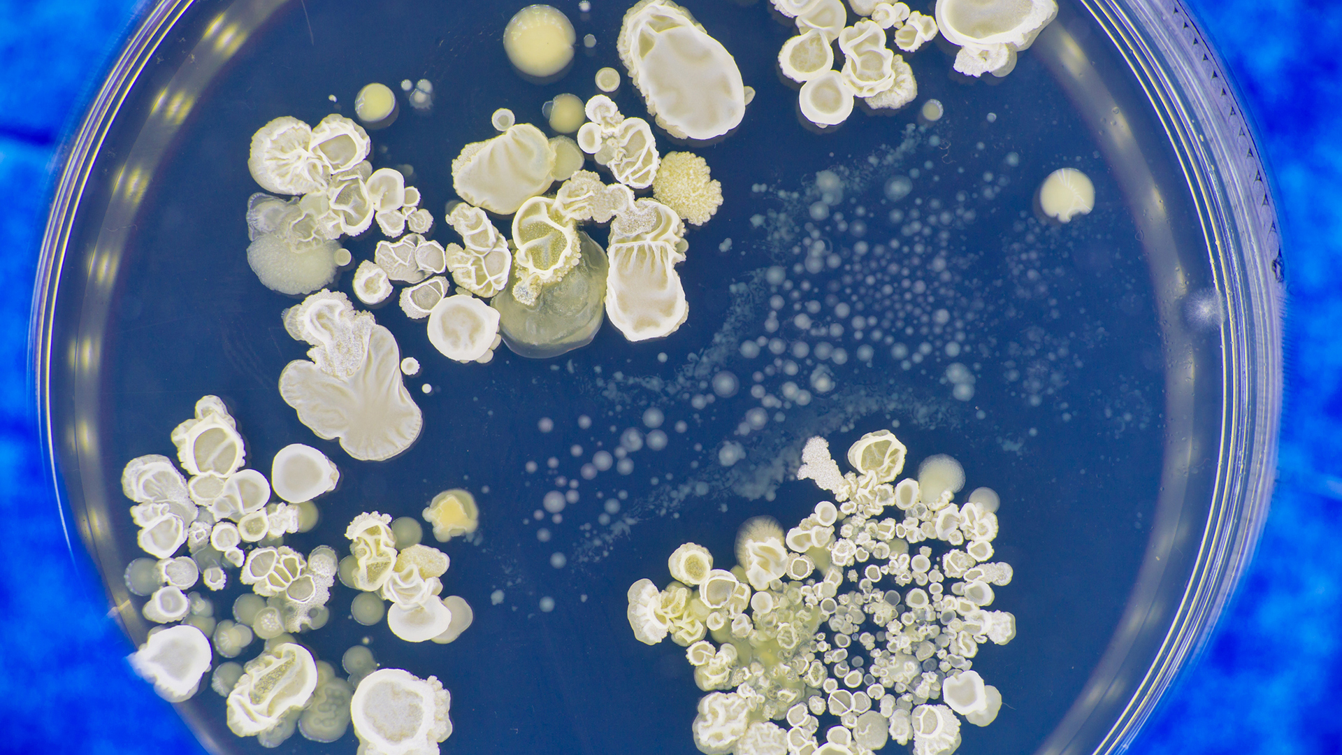 Metal-based antibiotics could be used to treat fungal infections