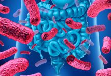 Researchers find strong link between gut bacteria and metabolites