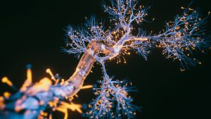 The controversy around falsified Alzheimer's research