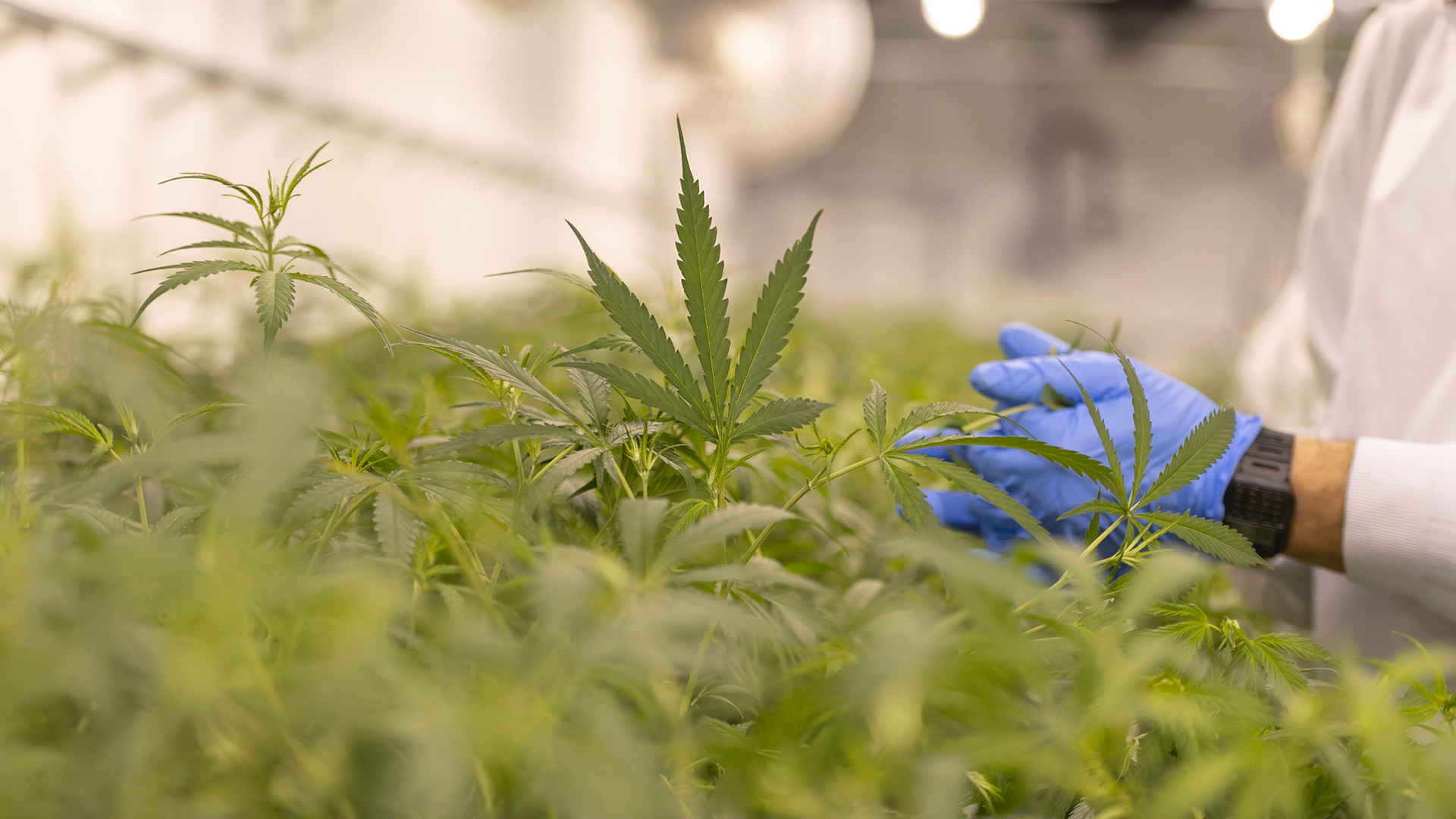 Cannabis users should be considered as heart transplant donors