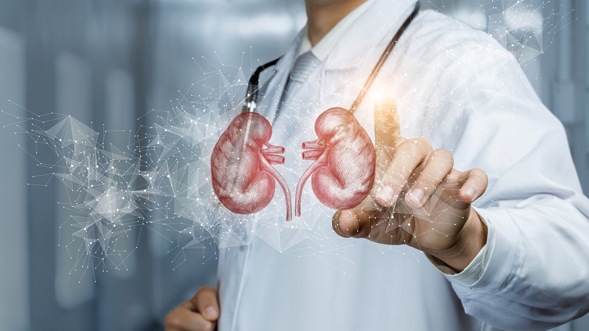 Researchers reveal the mechanisms behind acute kidney injury